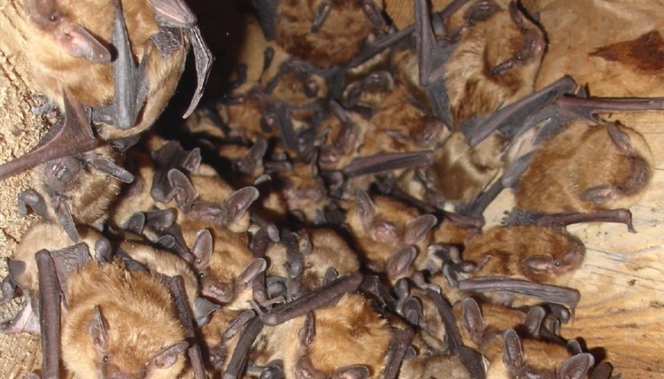 www.batguys.com