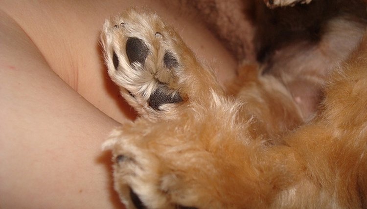 http://www.pet-pet-blog.net/petpet/wp-content/pinkpolish.jpg, http://queenyorkies-palace.com/images/this_is_who_we_are26.jpg, http://farm4.static.flickr.com/3078/2561497978_3d3edaa3a3.jpg?v=0