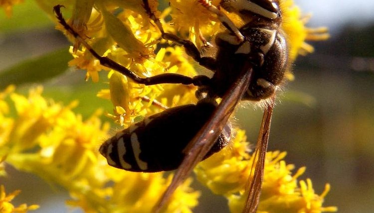http://www.cirrusimage.com/Bald-faced_hornet.htm