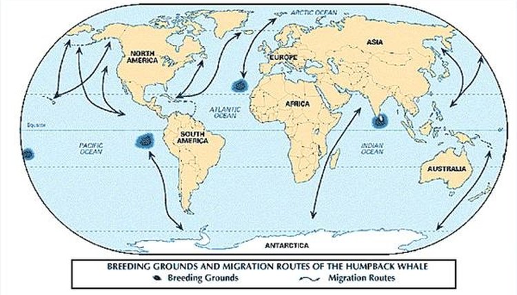 Pacific Humpback Whale Migration Card Frankos Maps - vrogue.co