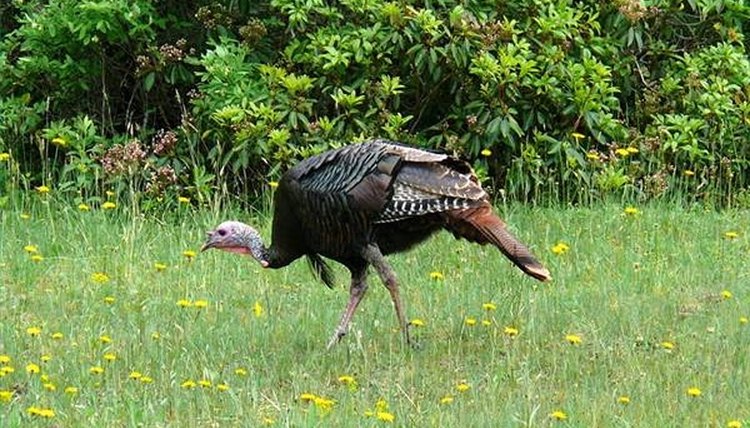 how-does-a-turkey-reproduce-sciencing