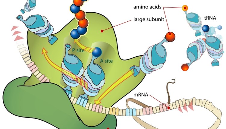 What is the function of mRNA?