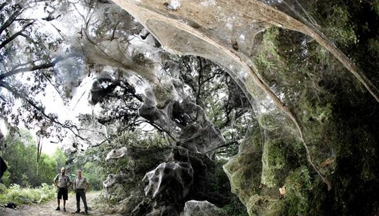 http://scienceblogs.com/zooillogix/Social%20Cob%20Web%20Spiders.jpg