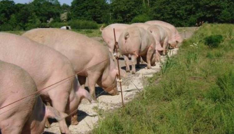 Courtesy of http://www.westlandsfarmshop.co.uk/WebRoot/Store/Shops/es111399_es120949552071/MediaGallery/pigs_0020_feeding.jpg