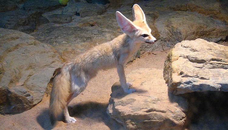 What Animals Are In The Thar Desert