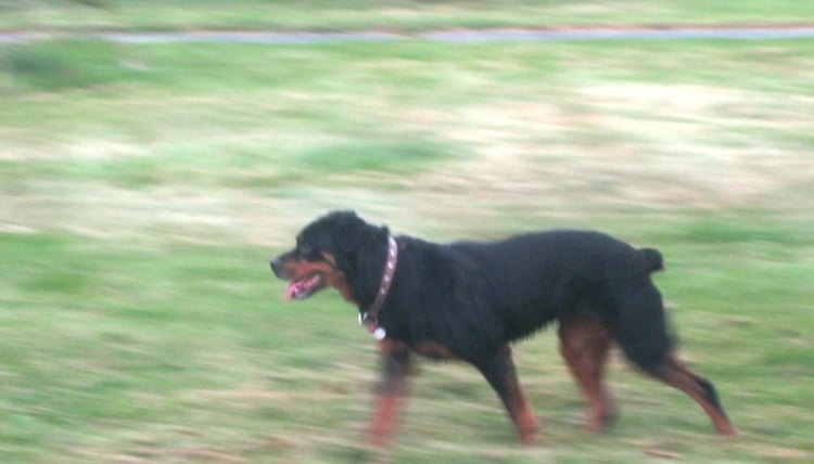 Active dogs should eat a high-fat diet; Stevie Macdonald