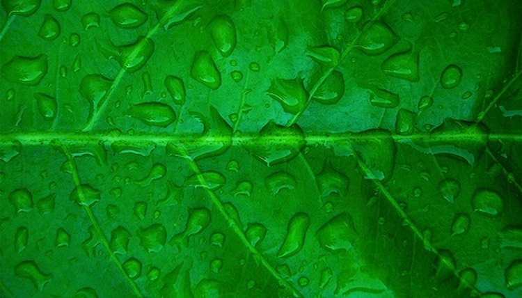 Is It Safe To Collect And Drink Rain Water Is It Safe To Collect And Drink Rain Water