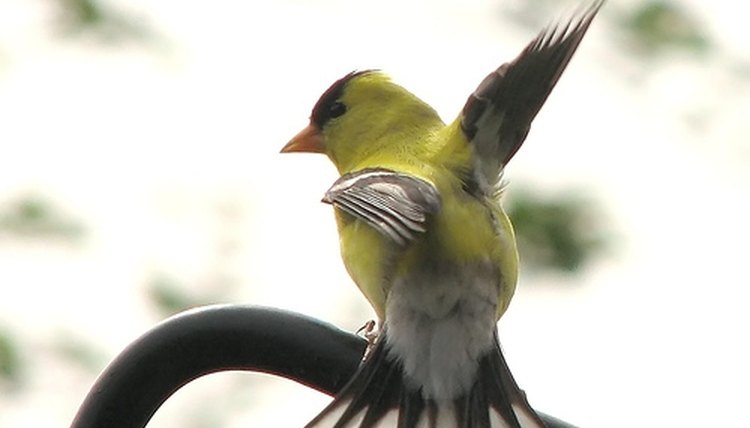 Finch Bird Symbolism | Synonym