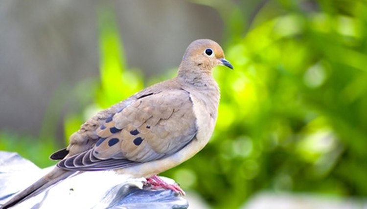 How To Build A Birdhouse For Doves