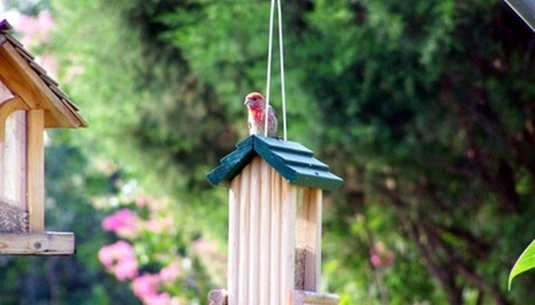 how do birds find bird feeders sciencing how do birds find bird feeders sciencing