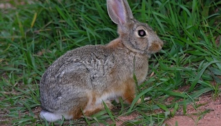 Cottontail Life Cycle | Sciencing