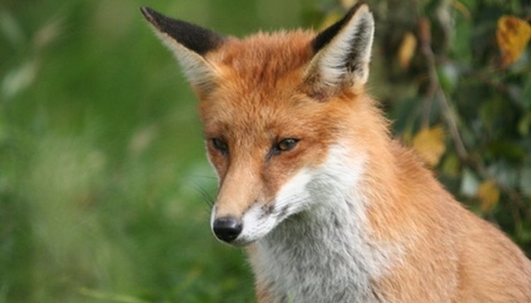 Fox Hunting & Eating Habits | Sciencing