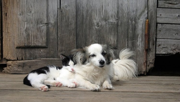 Observe how a dog responds to other species.