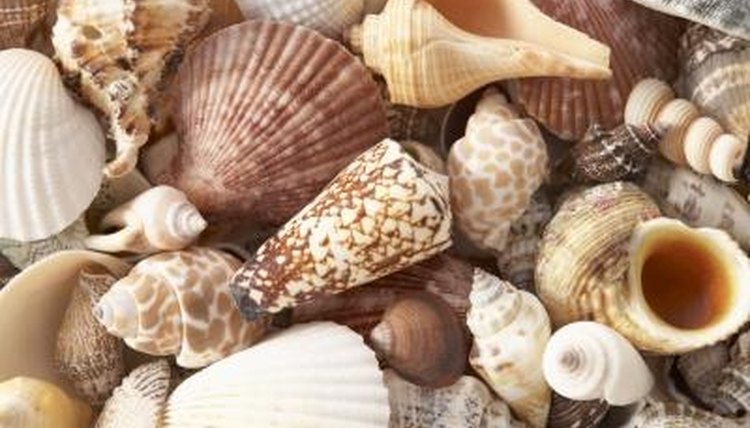 Identify Seashells Pictures 39