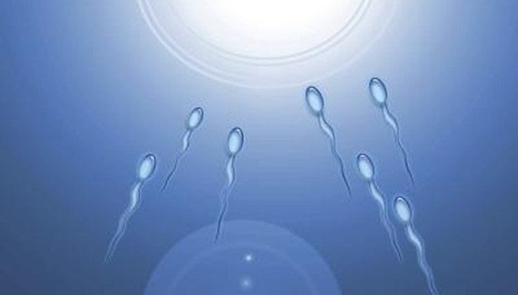 What Happens After The Sperm Reaches The Egg How To Adult