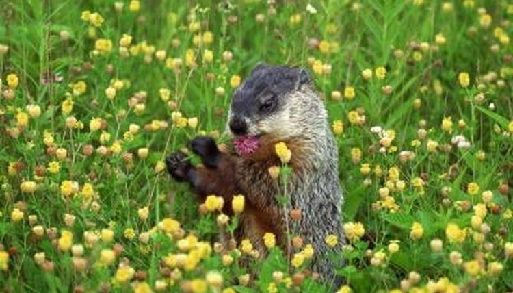 How to Get Rid of Groundhogs & Keep Them Away | Sciencing