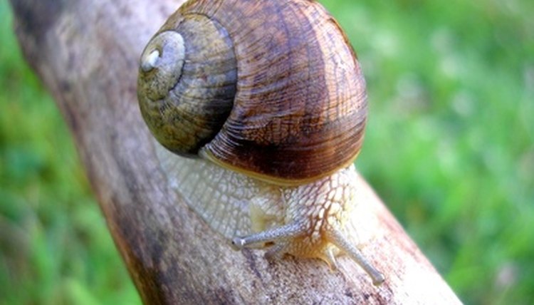 snail image by martini from Fotolia.com