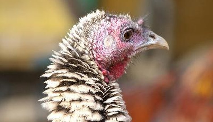Turkey image by Filev from Fotolia.com