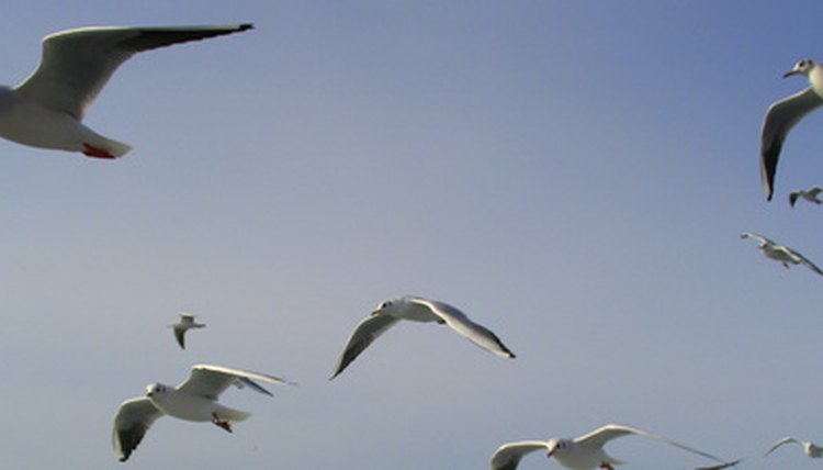 Your paper birds are created in the shape of a bird in flight.