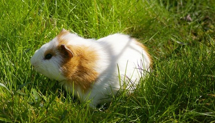 guinea-pig image by Ekaterina Maasing from Fotolia.com