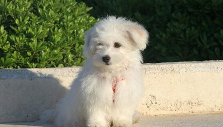PERRO image by antonio from Fotolia.com