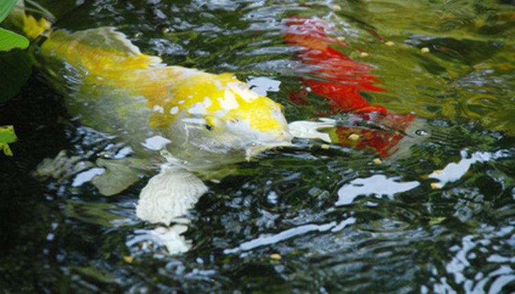 how-do-koi-fish-reproduce-in-freshwater-ponds-sciencing