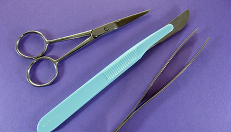 Dissecting scissors or scalpels will be used to cut open the frog's abdomen.