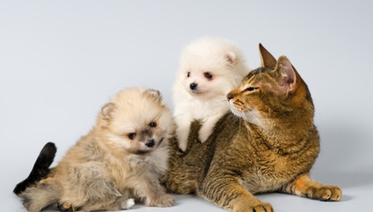 Puppies of the spitz-dog and cat in studio image by Ulf from Fotolia.com