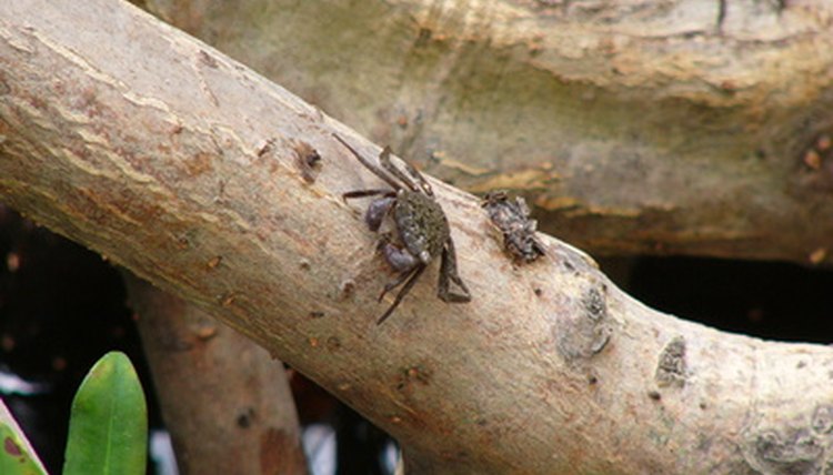 animals-in-the-mangrove-ecosystem-sciencing