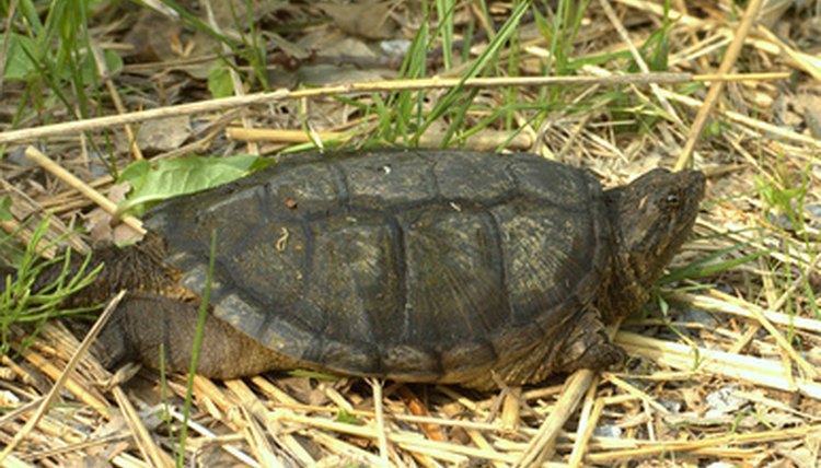 common snapping turtle (chelydra serpentina) image by Bruce MacQueen from Fotolia.com