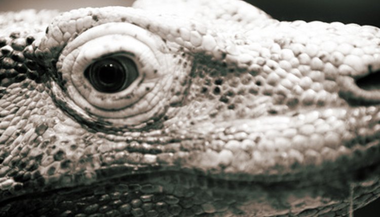 reptile image by Mat Hayward from Fotolia.com