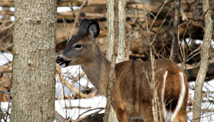 White-tailed Deer image by chas53 from Fotolia.com
