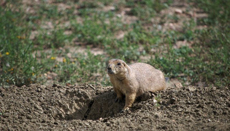 Prairie Dog image by BHP from Fotolia.com