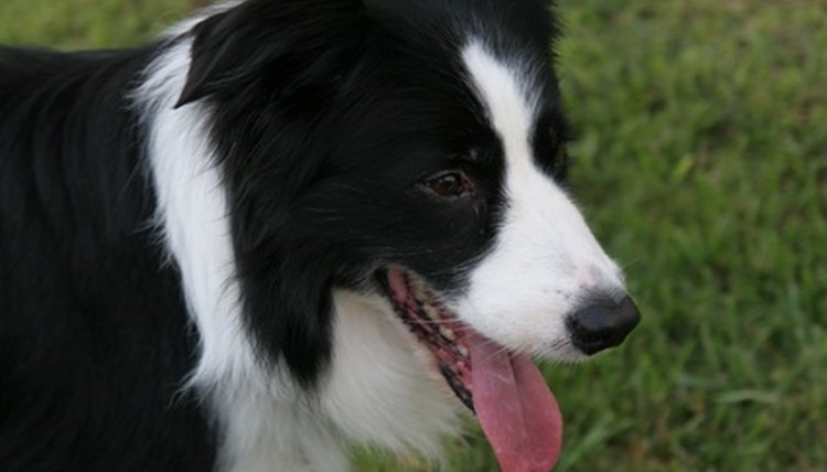 Border Collie with a double mask.