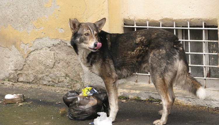 Hund_mit_Müll image by Markus Gärtner from Fotolia.com