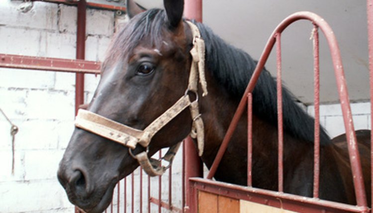 horse image by Henryk Olszewski from Fotolia.com