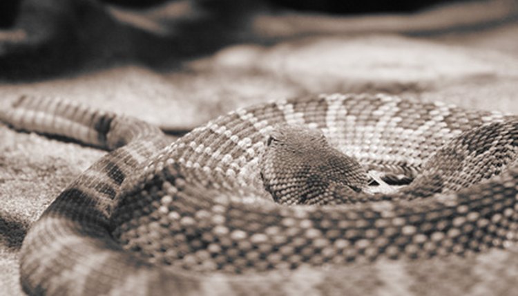 rattlesnake image by Mat Hayward from Fotolia.com