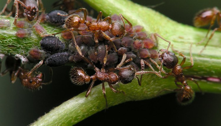 What Do Ants Eat Sciencing