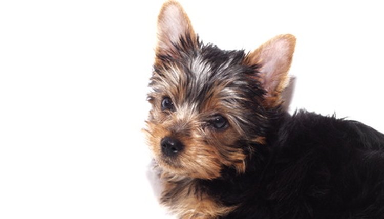 yorkie puppy image by Joy Fera from Fotolia.com
