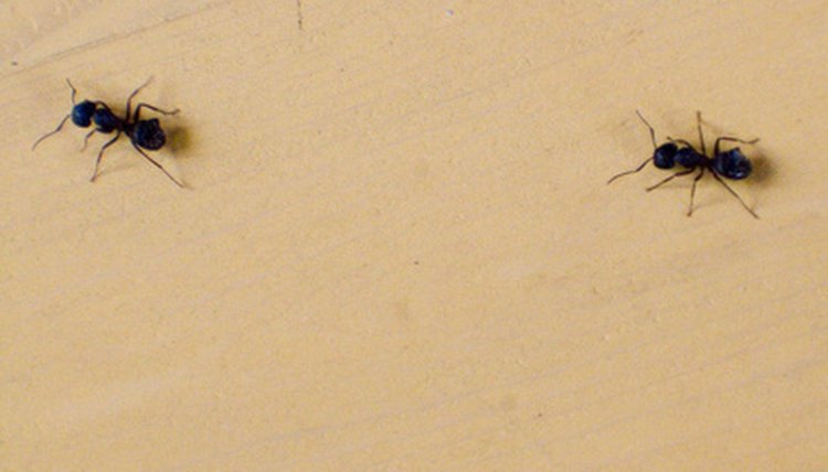 ants marching image by berean from Fotolia.com