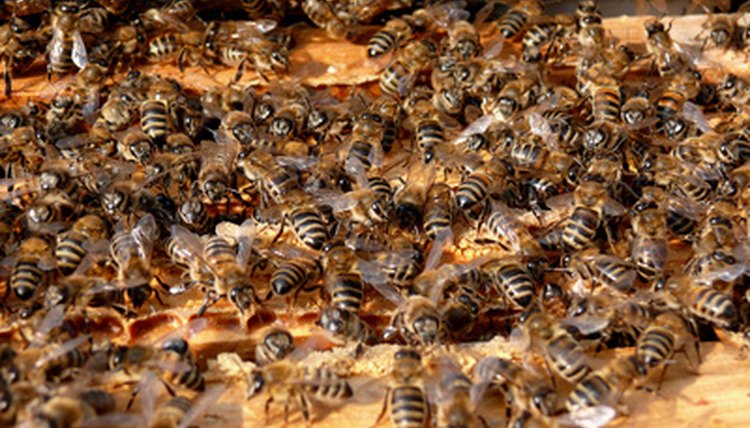 bee bees apises beehive hive insect image by Pali A from Fotolia.com