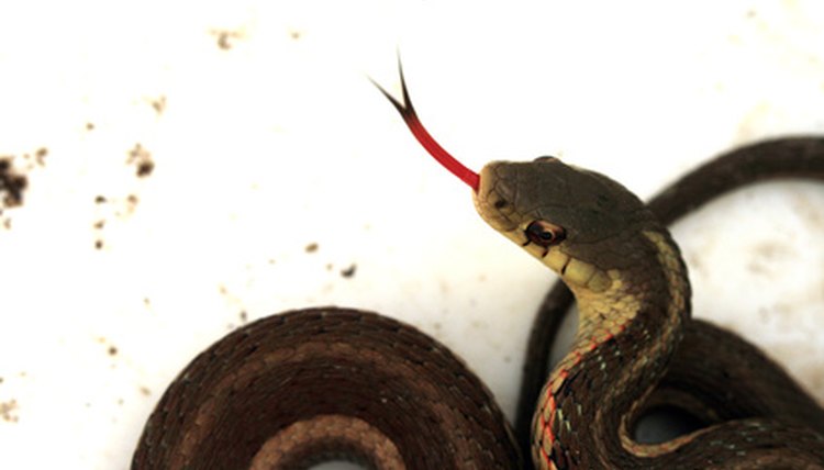 Slithery Snake image by J3TPhotos from Fotolia.com