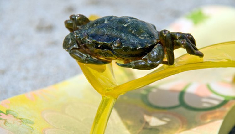 crab image by Andrew Buckin from Fotolia.com