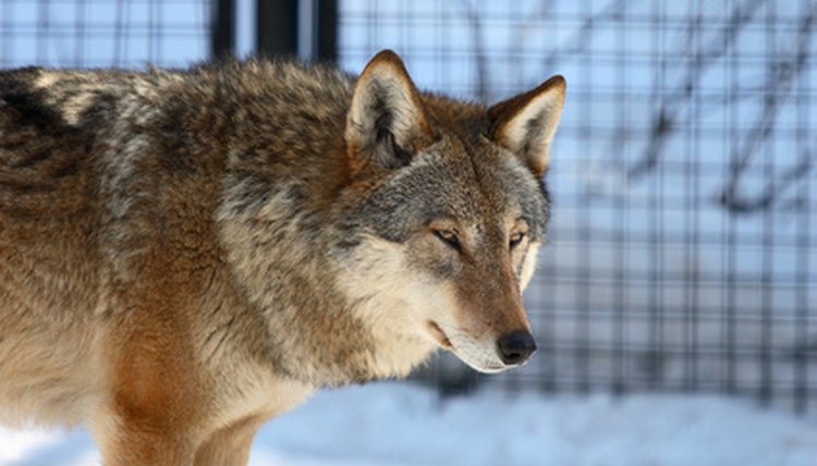 wolf image by Alexander Zhiltsov from Fotolia.com