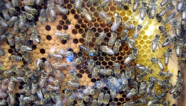 bees with their queen on honeycomb in a glass box image by L. Shat from Fotolia.com