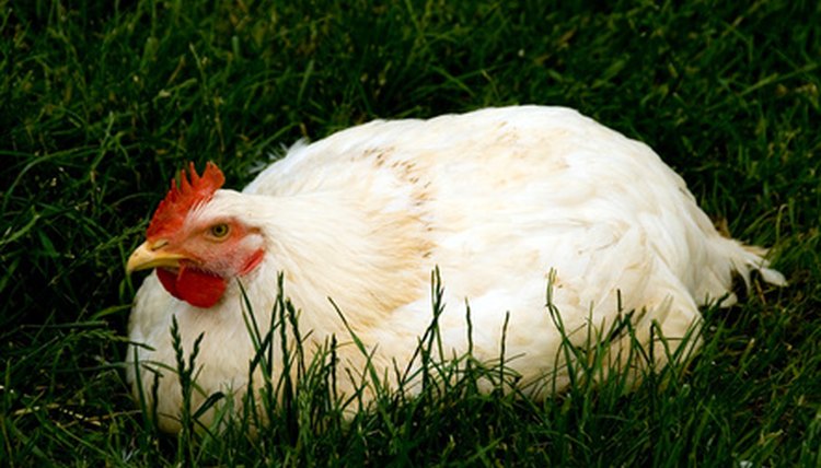 hen image by Zbigniew Nowak from Fotolia.com
