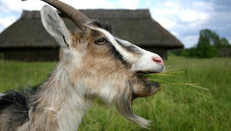 a goat image by Stasys Eidiejus from Fotolia.com