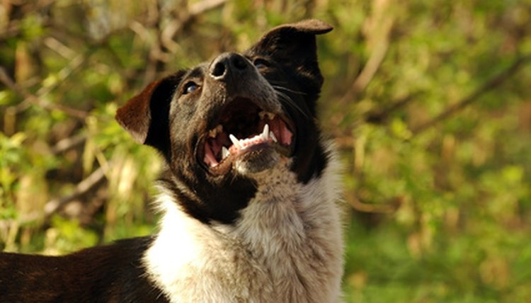 how-to-use-baking-soda-for-dog-toothpaste-animals-mom-me