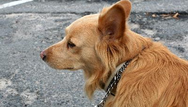 Yellow dog side view image by zimous from Fotolia.com