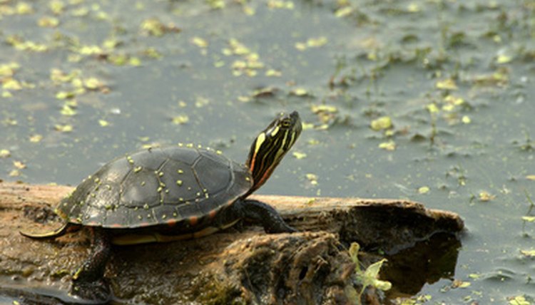 eastern painted turtle (chrysemys picta) image by Bruce MacQueen from Fotolia.com